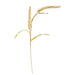 Cream Millet Stem 30"