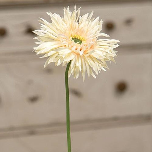 Gerbera Daisy Stem Cream Pink