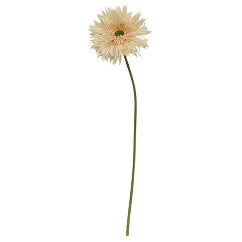 Gerbera Daisy Stem Cream Pink