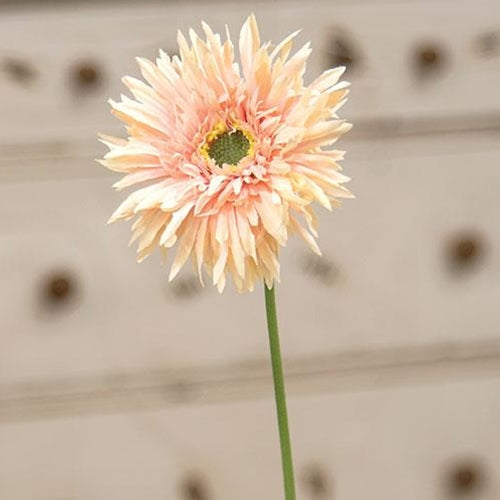 Gerbera Daisy Stem Peach