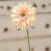 Gerbera Daisy Stem Peach