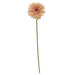 Gerbera Daisy Stem Peach