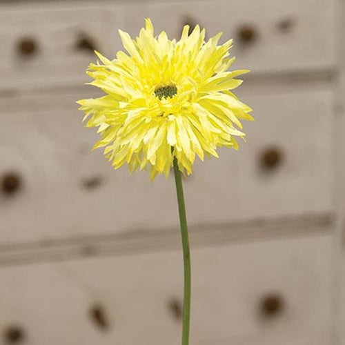 Gerbera Daisy Stem Lemon Yellow