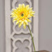 Blooming Daisy Stem Dark Yellow