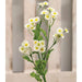 Chamomile Flower Spray White