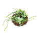 Vine & Greenery Bird Nest w/Blue Eggs