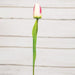 Champagne Tulip Stem 15.5"