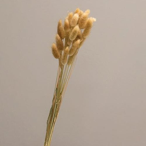 Wispy Dried Bunny Tail Grass Bundle 25 Stems Natural