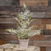 Snowy Juniper Tree In Planter