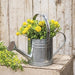 Galvanized Metal Watering Can